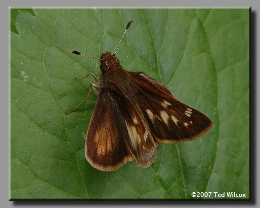 Hobomok Skipper (Poanes hobomok)