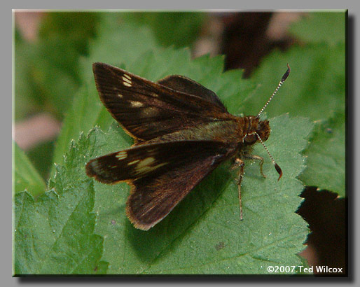 Hobomok Skipper (Poanes hobomok)