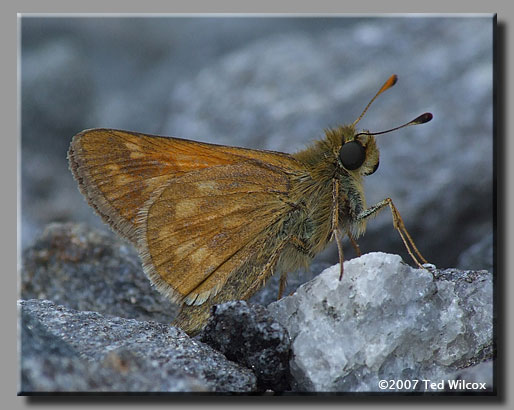 Indian Skipper (Hesperia sassacus)