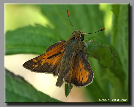 Indian Skipper (Hesperia sassacus)