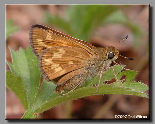 Indian Skipper (Hesperia sassacus)