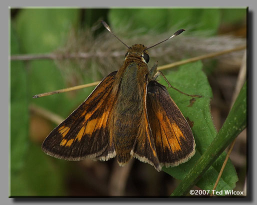 Indian Skipper (Hesperia sassacus)