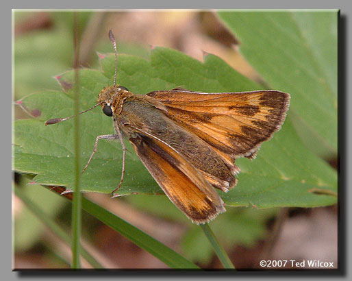 Indian Skipper (Hesperia sassacus)