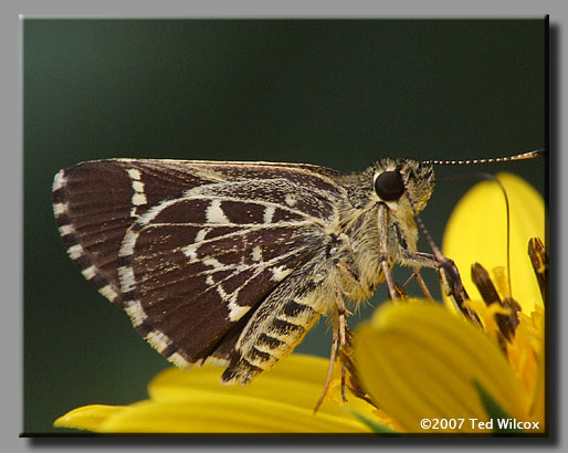 Lace-winged Roadside-Skipper (Amblyscirtes aesculapius)