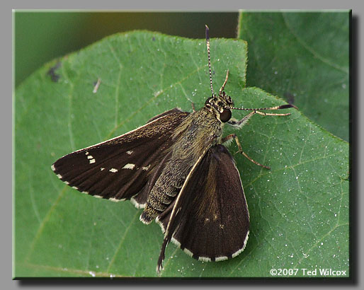 Lace-winged Roadside-Skipper (Amblyscirtes aesculapius)