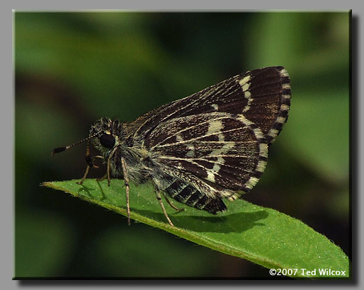 Lace-winged Roadside-Skipper (Amblyscirtes aesculapius)