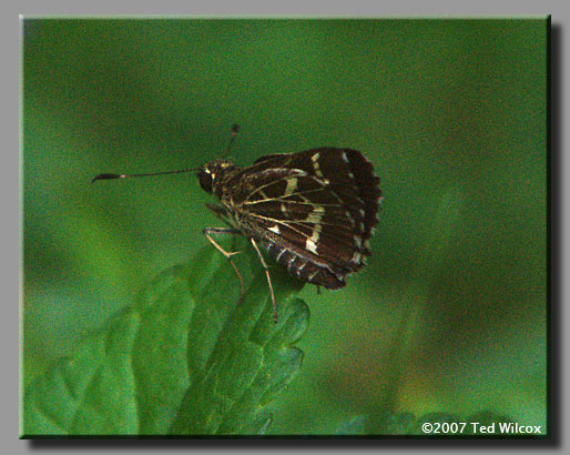 Lace-winged Roadside-Skipper (Amblyscirtes aesculapius)