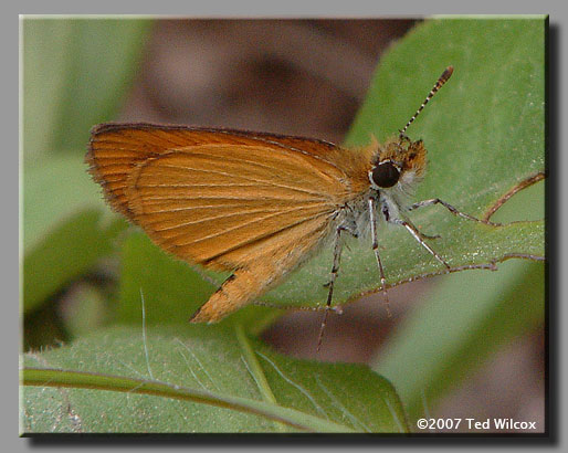 Least Skipper (Ancyloxypha numitor)