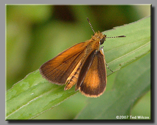 Least Skipper (Ancyloxypha numitor)