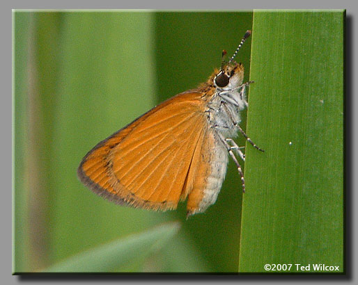 Least Skipper (Ancyloxypha numitor)