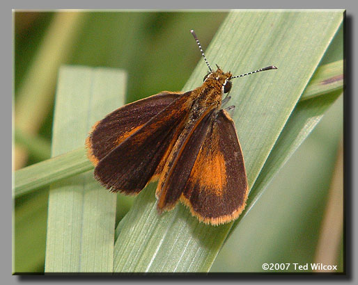 Least Skipper (Ancyloxypha numitor)