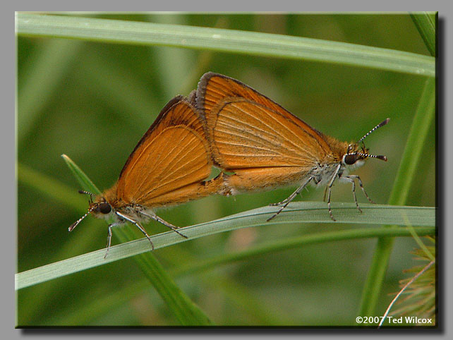 Least Skipper (Ancyloxypha numitor)