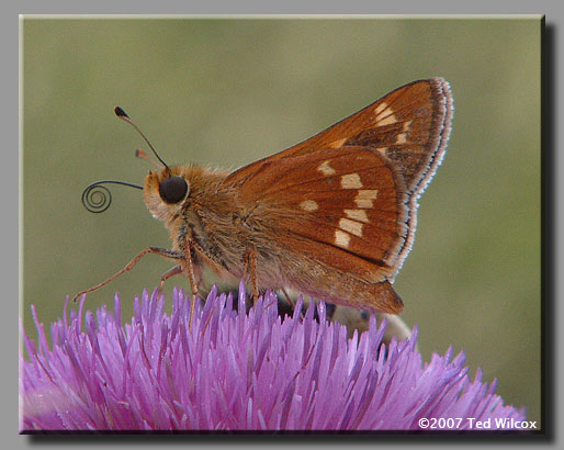 Leonard's Skipper (Hesperia leonardus)