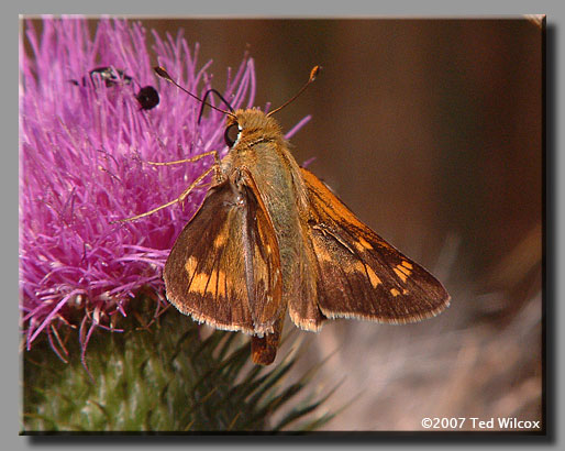 Leonard's Skipper (Hesperia leonardus)