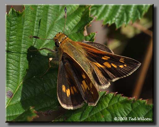 Leonard's Skipper (Hesperia leonardus)