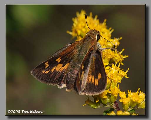 Leonard's Skipper (Hesperia leonardus)