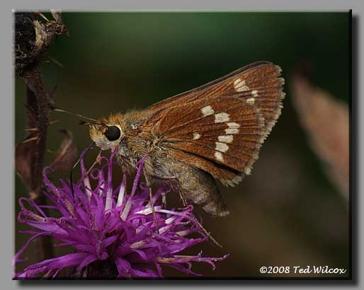 Leonard's Skipper (Hesperia leonardus)