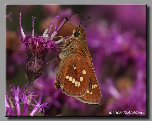 Leonard's Skipper (Hesperia leonardus)