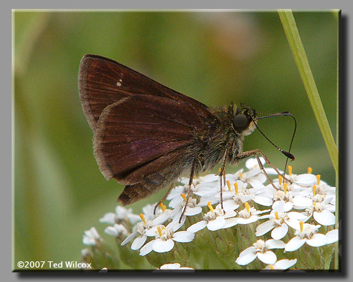 Little Glassywing (Pompeius verna)