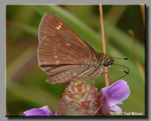 Little Glassywing (Pompeius verna)