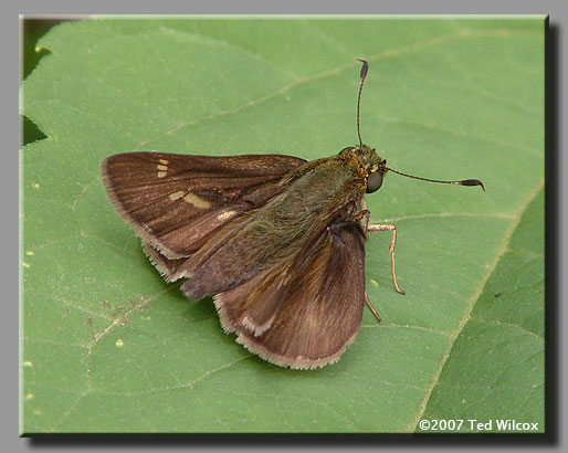 Little Glassywing (Pompeius verna)