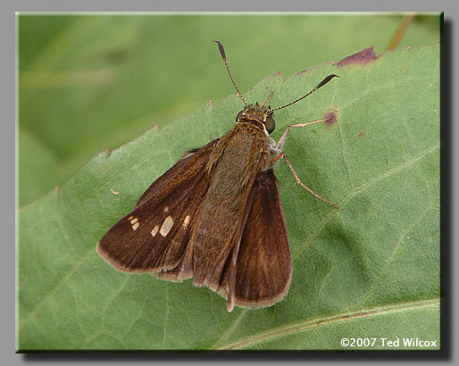 Little Glassywing (Pompeius verna)