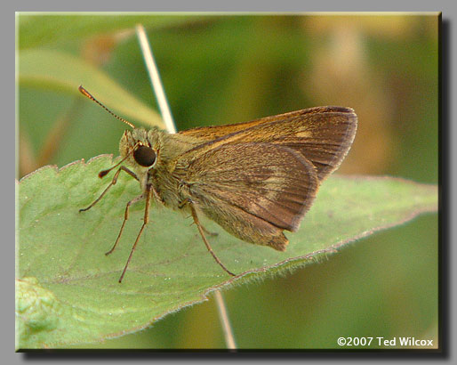 Northern Broken-Dash (Wallengrenia egeremet)