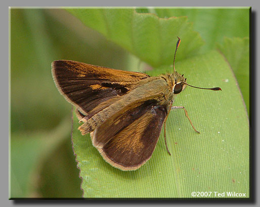 Northern Broken-Dash (Wallengrenia egeremet)