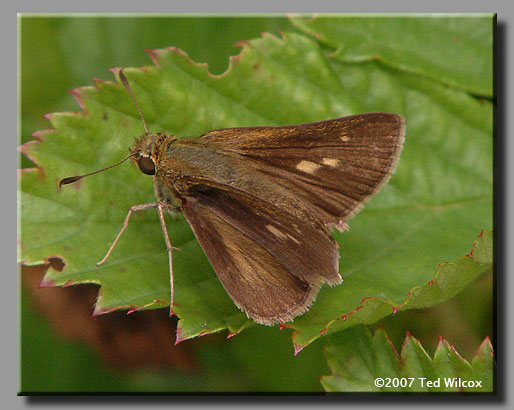 Northern Broken-Dash (Wallengrenia egeremet)