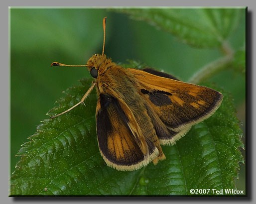 Peck's Skipper (Polites peckius)