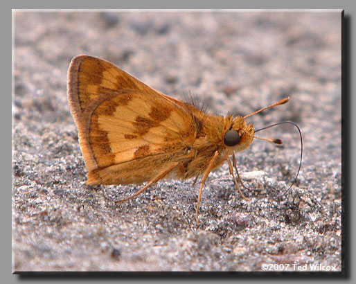 Peck's Skipper (Polites peckius)