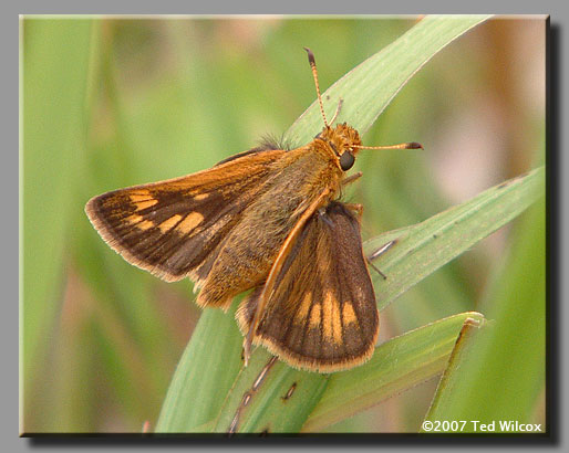 Peck's Skipper (Polites peckius)