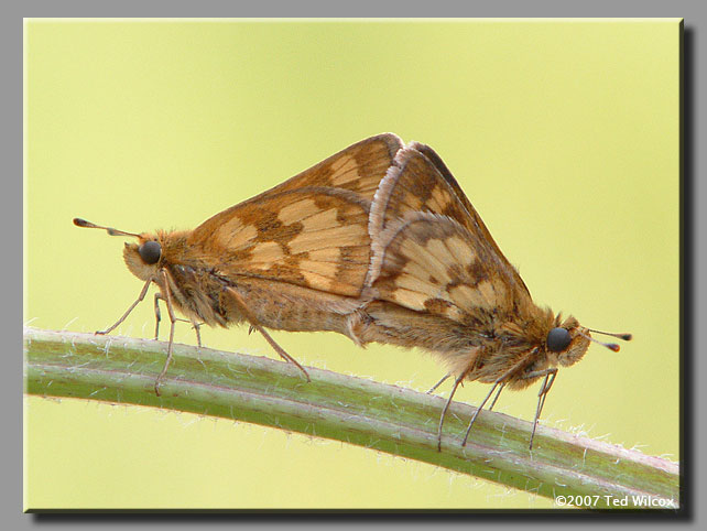 Peck's Skipper (Polites peckius)