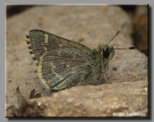 Pepper and Salt Skipper (Amblyscirtes hegon)