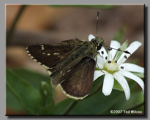 Pepper and Salt Skipper (Amblyscirtes hegon)