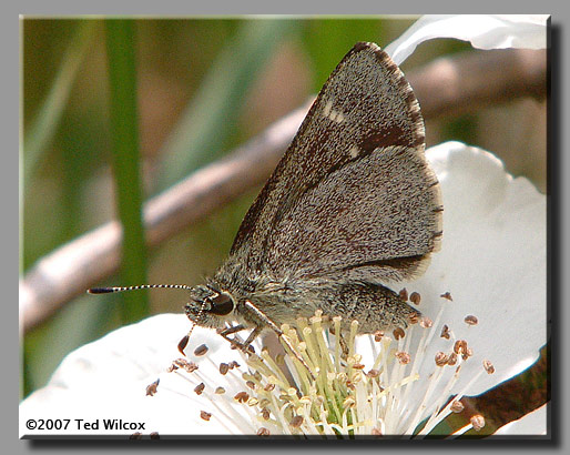 Pepper and Salt Skipper (Amblyscirtes hegon)