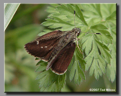 Pepper and Salt Skipper (Amblyscirtes hegon)