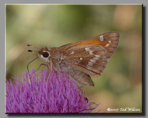 Sachem (Atalopedes campestris)