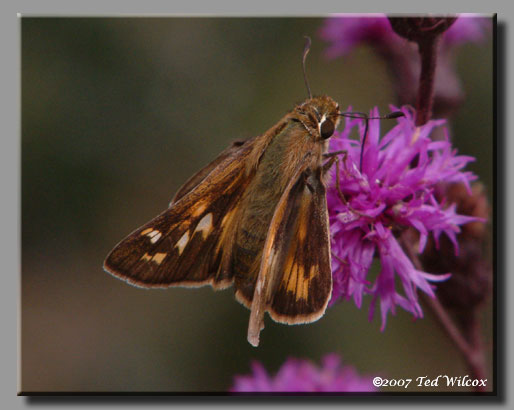 Sachem (Atalopedes campestris)