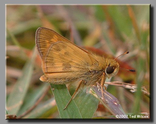 Sachem (Atalopedes campestris)