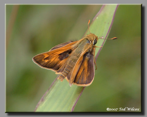 Sachem (Atalopedes campestris)