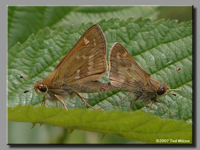 Sachem (Atalopedes campestris)