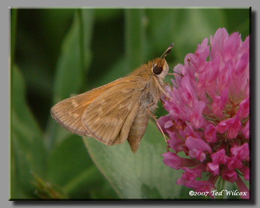 Sachem (Atalopedes campestris)