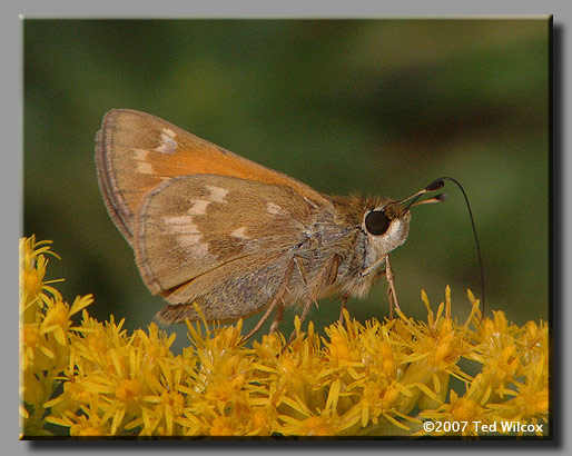 Sachem (Atalopedes campestris)