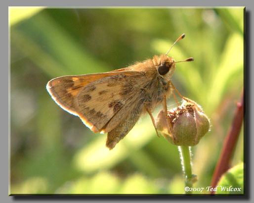 Sachem (Atalopedes campestris)