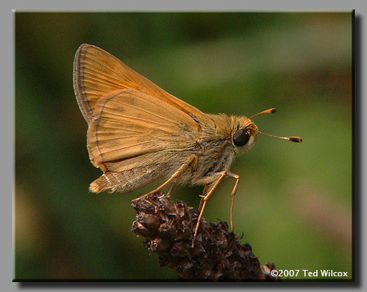 Sachem (Atalopedes campestris)