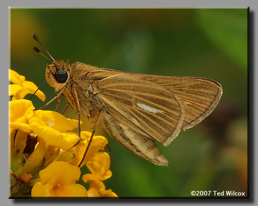 Salt Marsh Skipper (Panoquina panoquin)