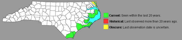 marsh salt map carolina skipper north distribution swallowtail giant butterflies abundance provided period flight notes skippers carolinanature ncwings