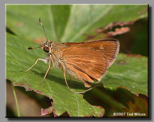 Southern Broken-Dash (Wallengrenia otho)