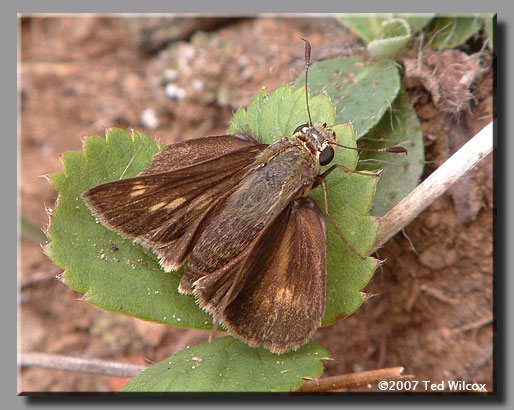 Southern Broken-Dash (Wallengrenia otho)